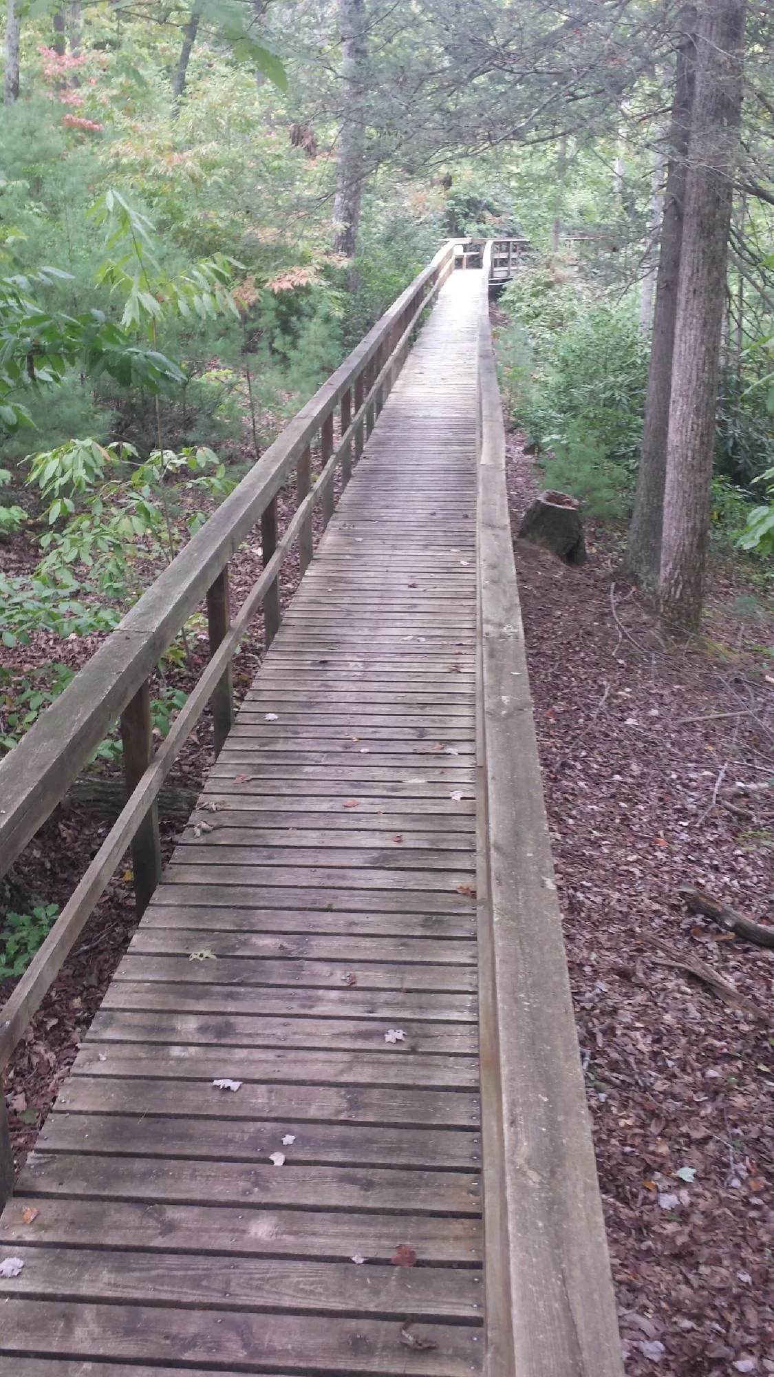 Long wood walkway with handrails built through the woods in Haverhill